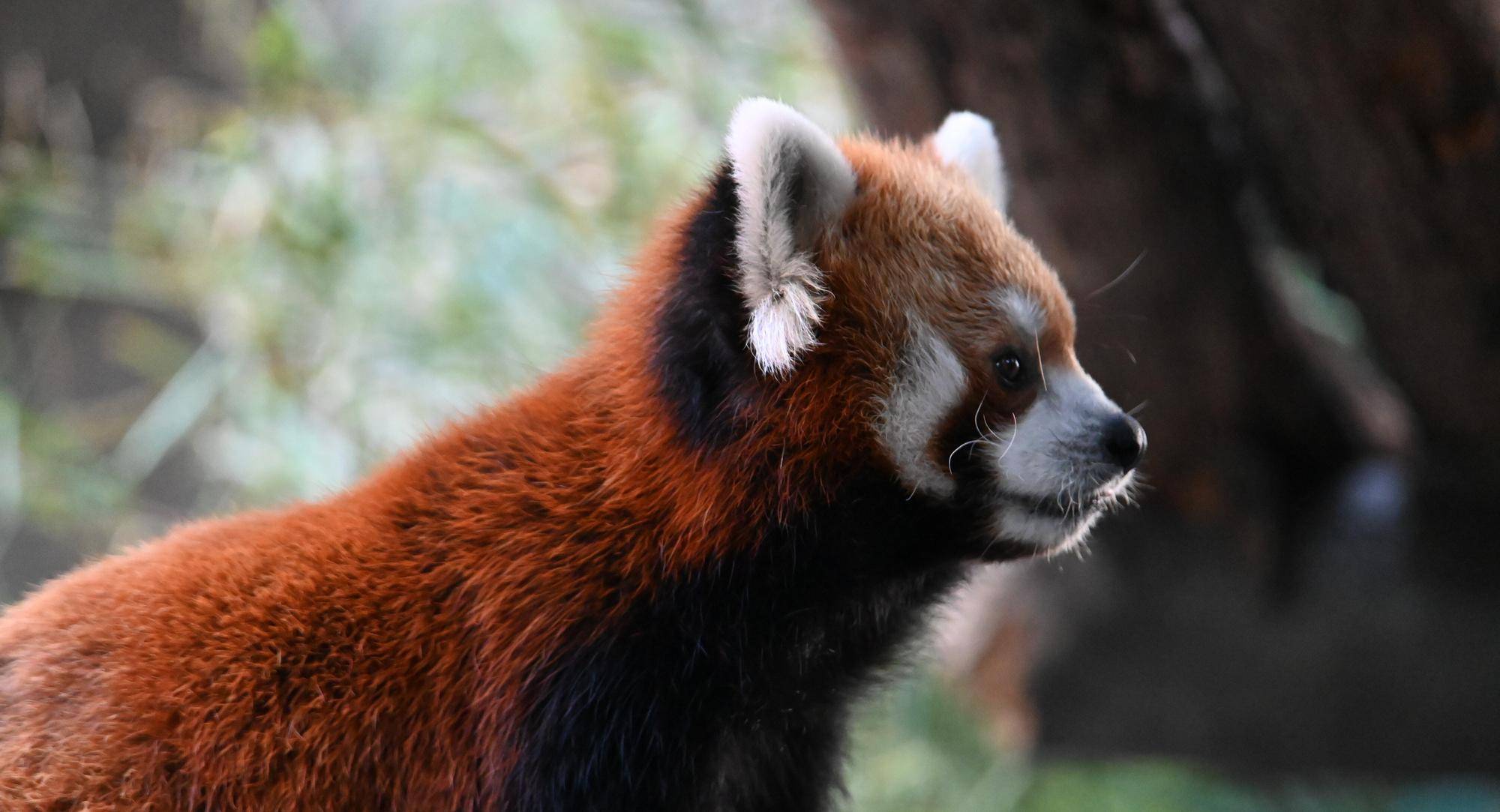 どうぶつガイド11月の予定 の写真