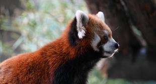 どうぶつガイド11月の予定　