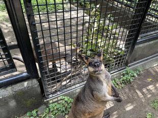 フードファイターバロン後編