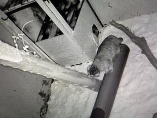 フィーガ、初日の夜の大活劇