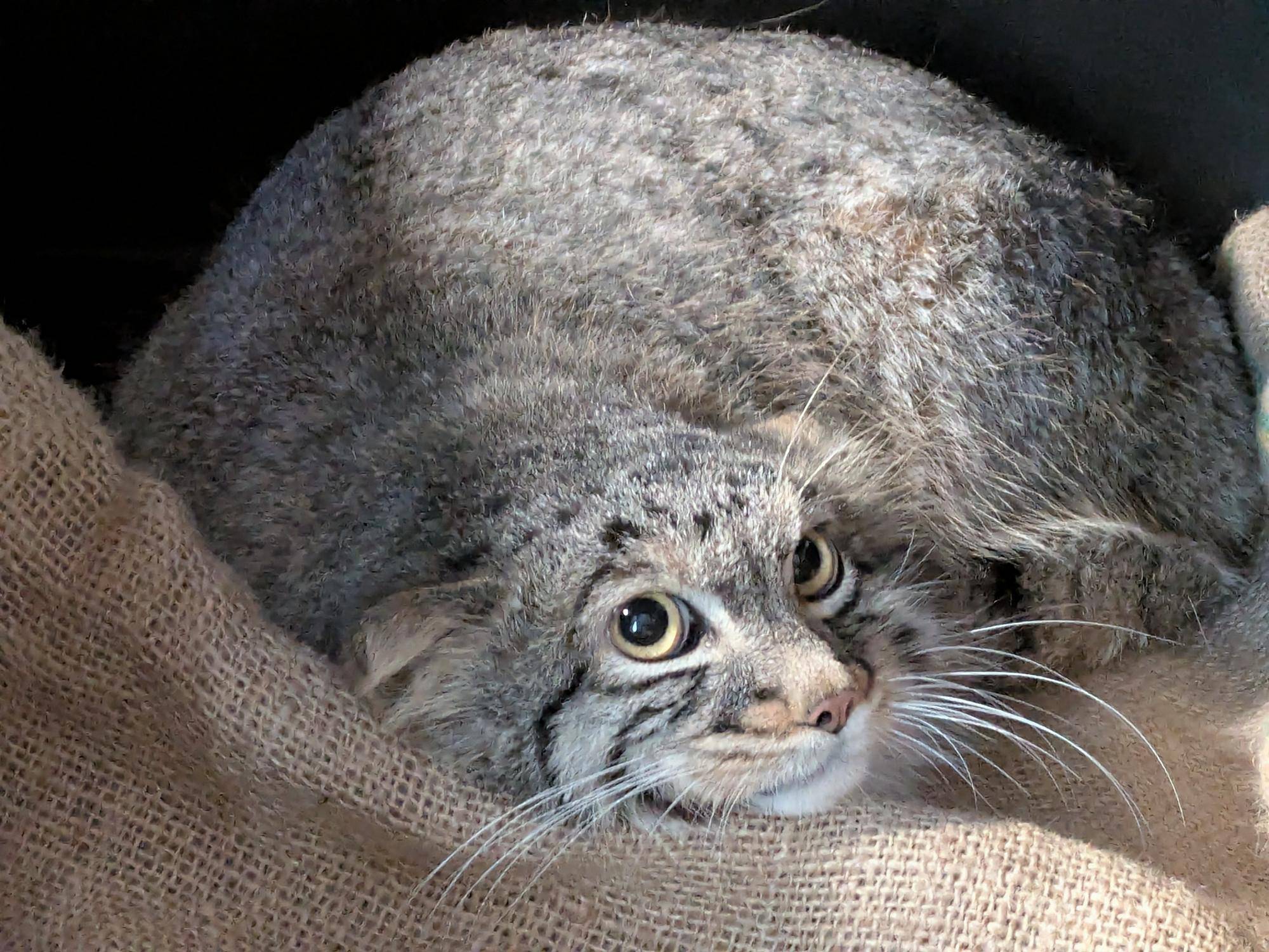 マヌルネコ第一報！の写真