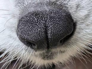 レッサーパンダの特別ガイドはじめます（はじまってます）その3