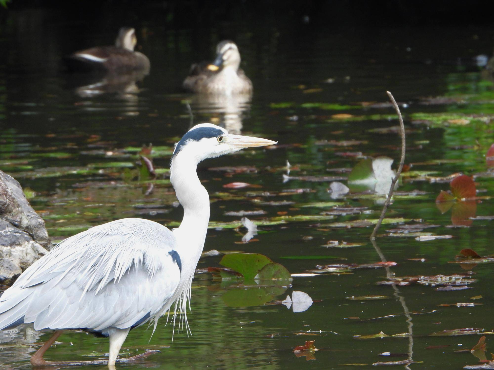 バードウォッチングイベント開催しました！の写真