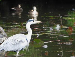 バードウォッチングイベント開催しました！