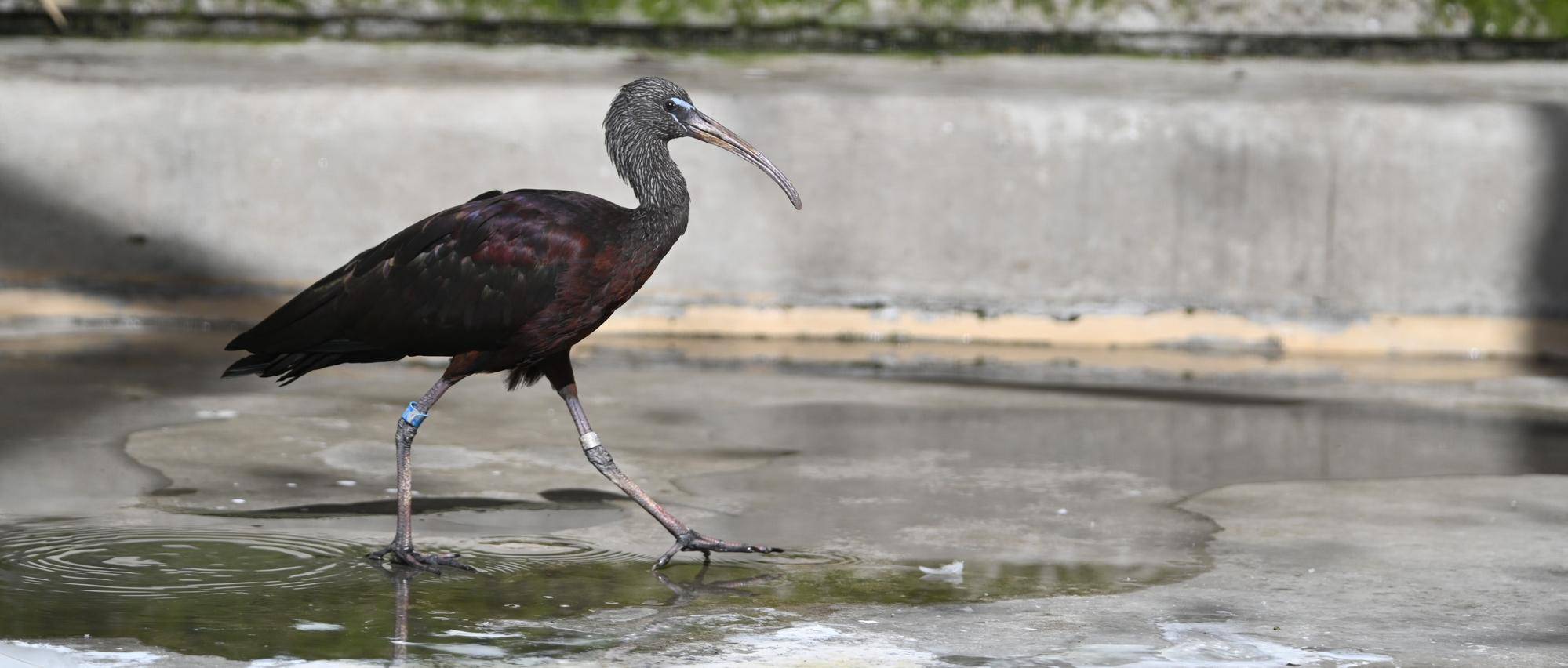 ヘラーズとブローンズの搬出の写真