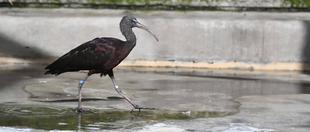 ヘラーズとブローンズの搬出