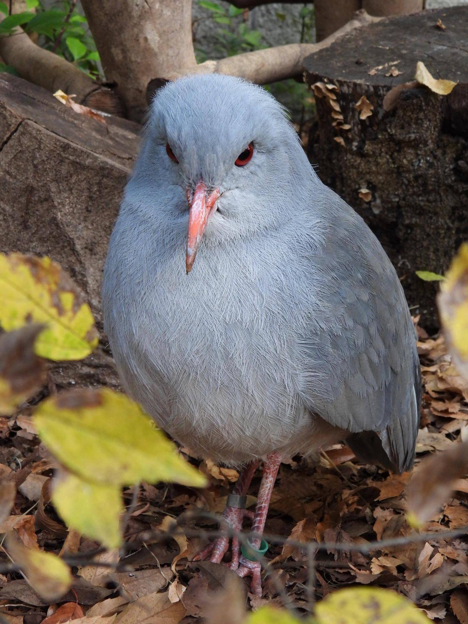 カグーたちの冬の写真