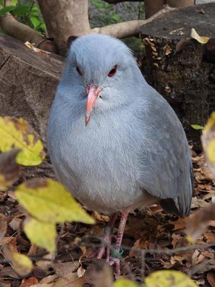 カグーたちの冬
