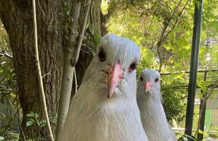 どうぶつガイド12月の予定　