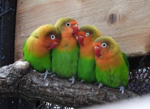 いいインコの日