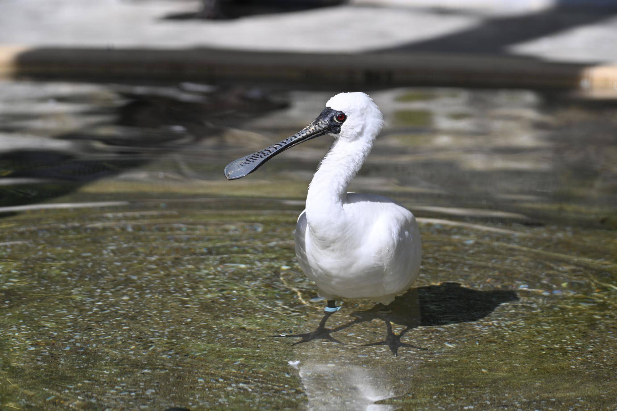 ありがとうヘラーズ、ブローンズの写真
