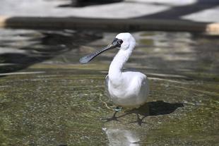 ありがとうヘラーズ、ブローンズ