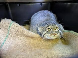 上野動物園から横浜へ～フィーガ搬入の顛末
