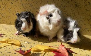 モルモットお名前紹介シリーズ㉒＆なかよし広場の動物たちの冬の外での過ごし方❆