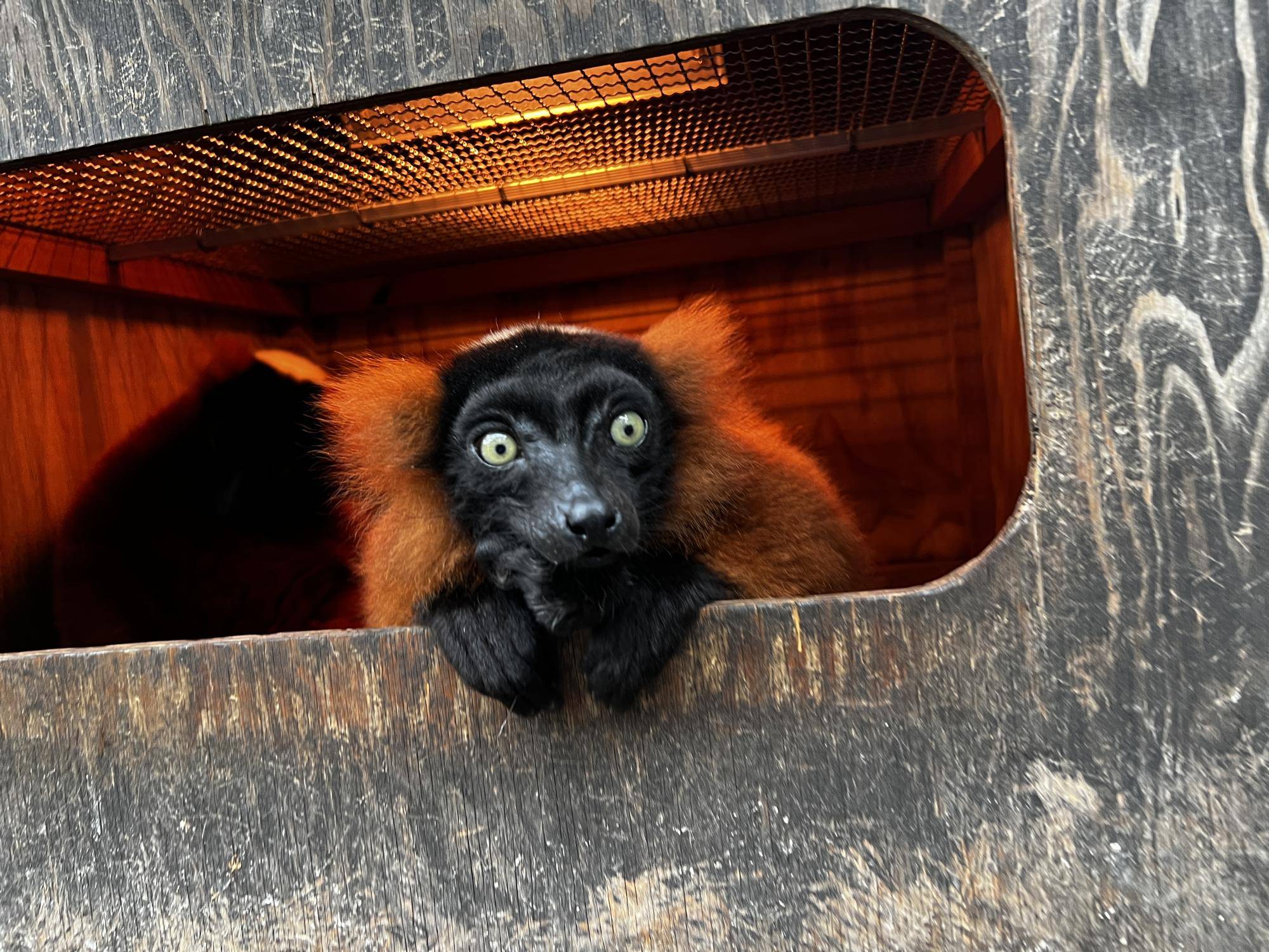 どうぶつガイド1月の予定　の写真