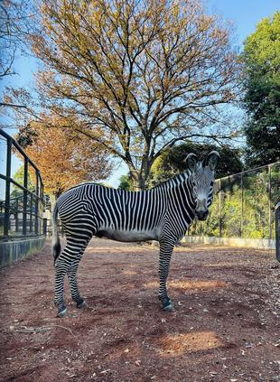 【しましま便り】ついにこの日が！