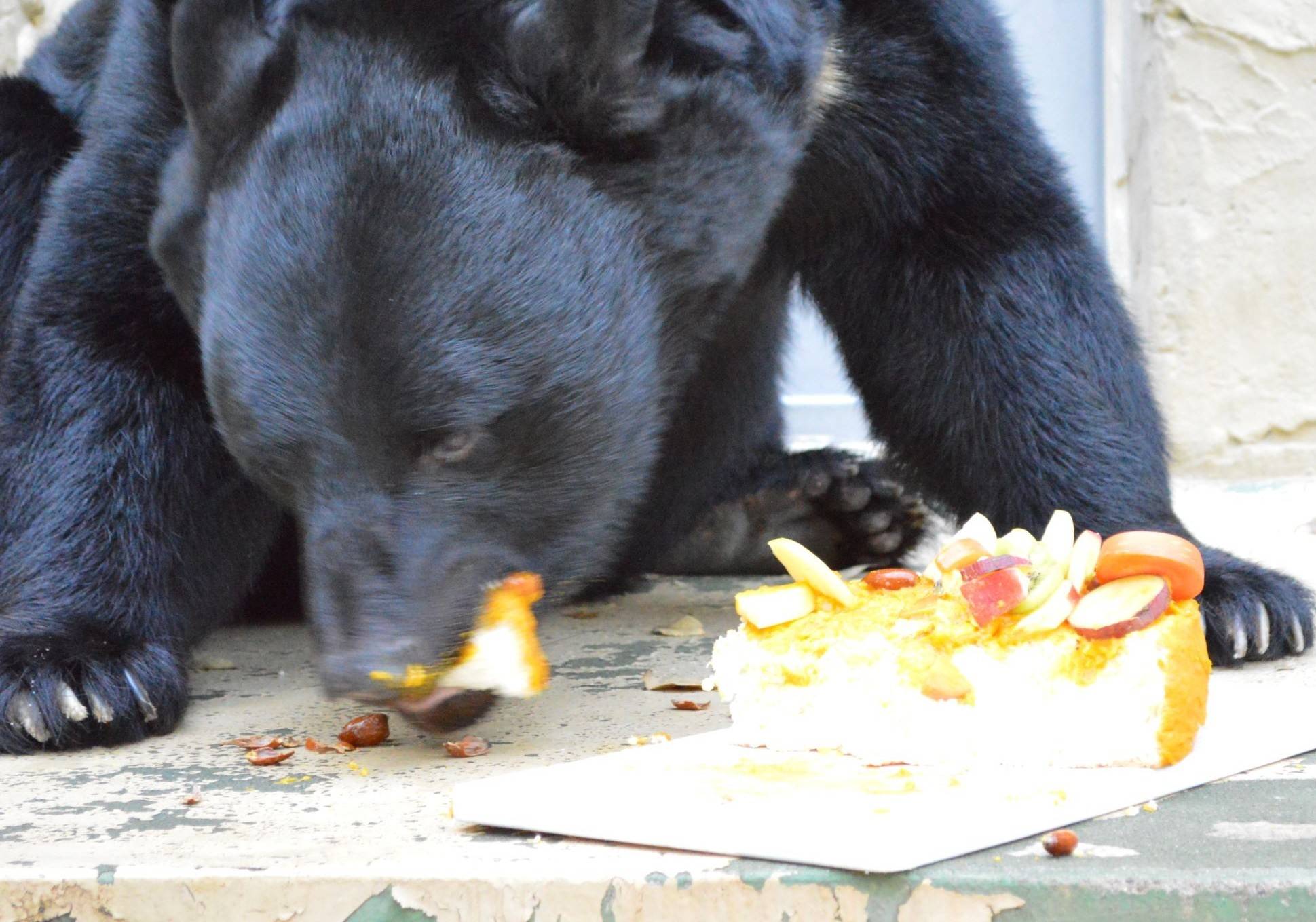 クマたちのお正月の写真