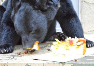 クマたちのお正月