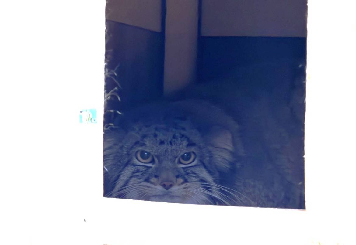 マヌルンルン日記～慣れてきたの？の写真