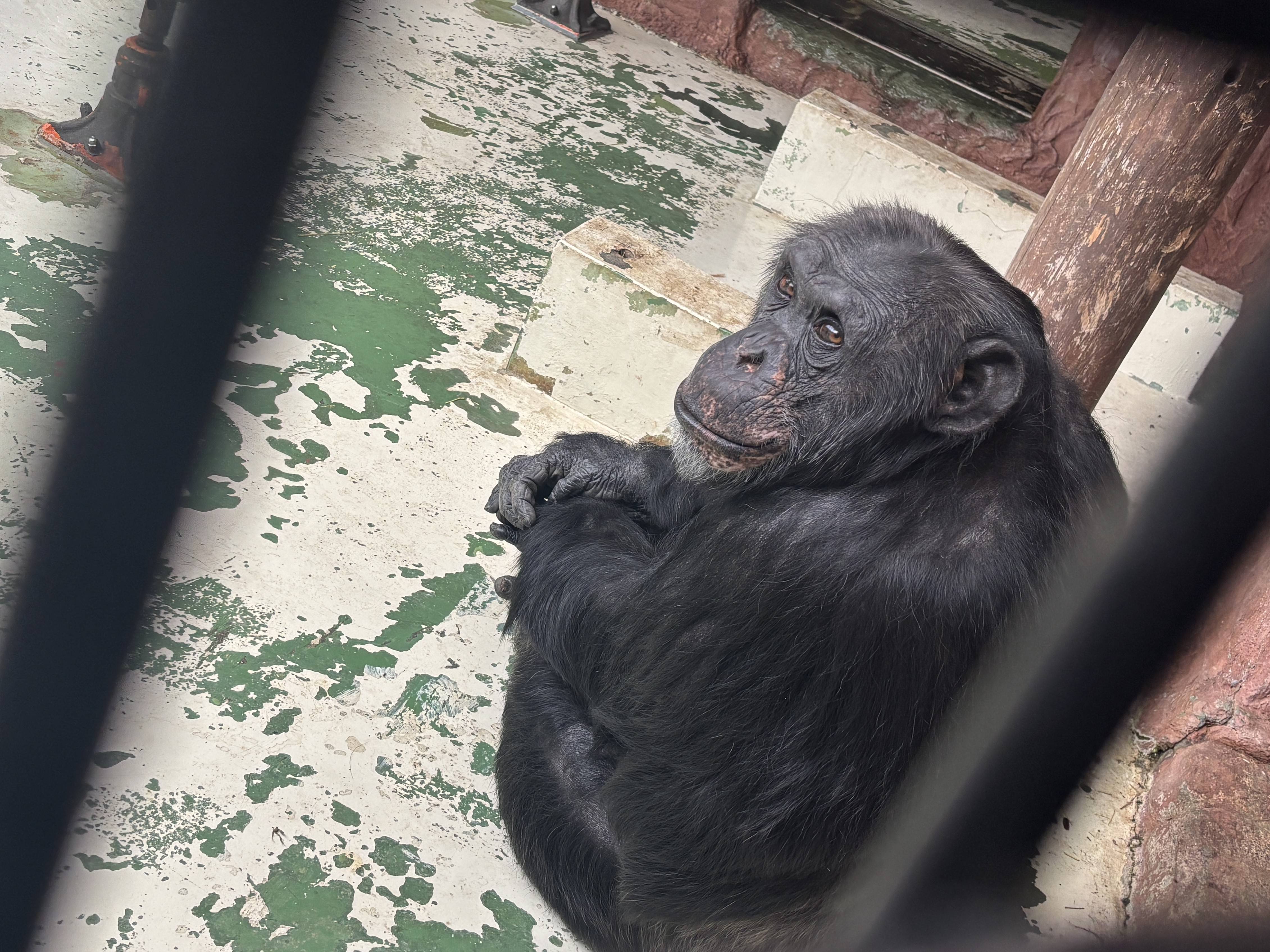 コブヘイ30歳になりました！の写真