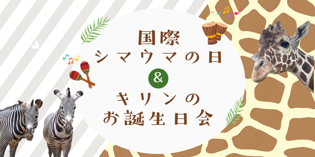 国際シマウマの日＆キリンの「そら」お誕生日会　イベントの写真