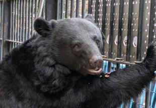 クマのお引越し