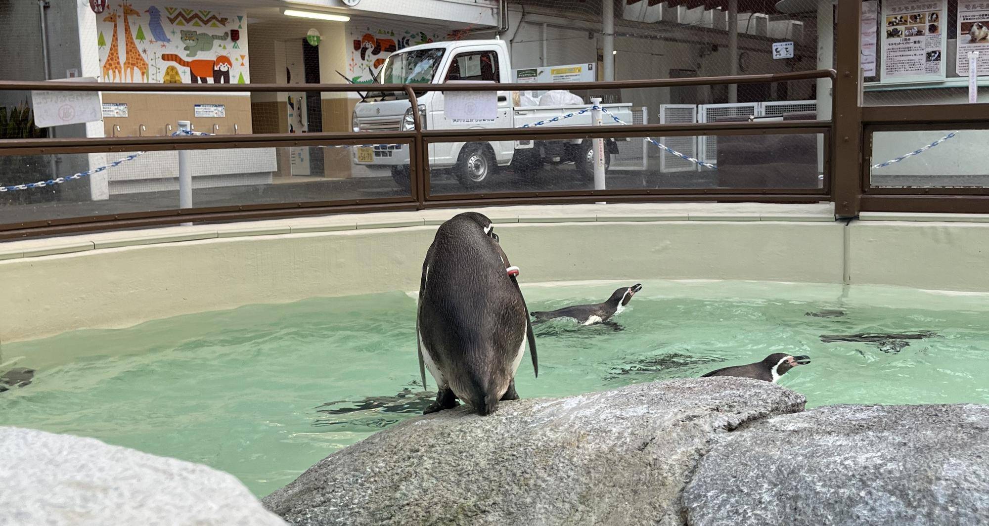 ペンギン達の冬の写真