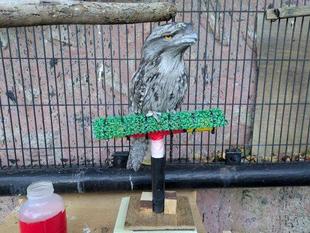 ヨタカとのお戯れ