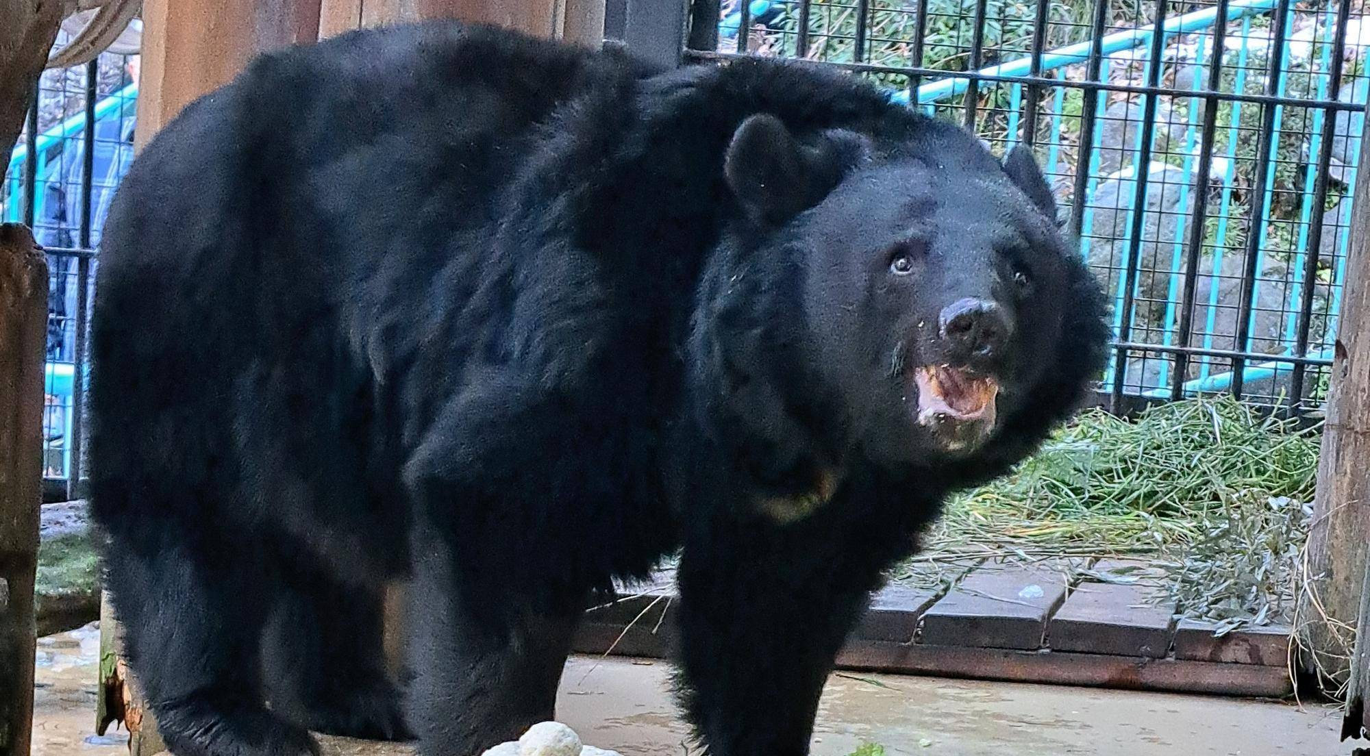 ツキノワグマのお誕生日会の写真