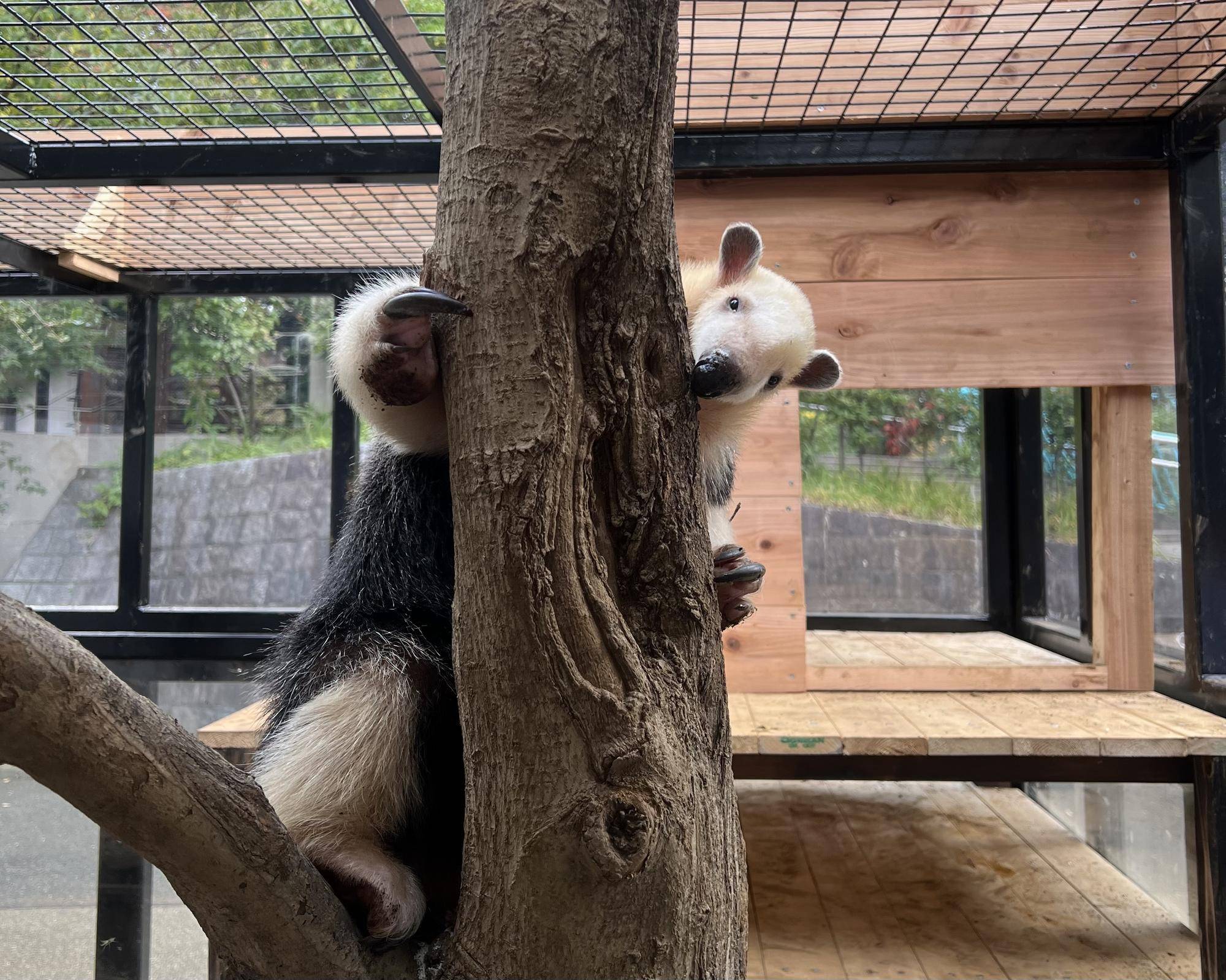 NEWコアリクイ展示場の写真