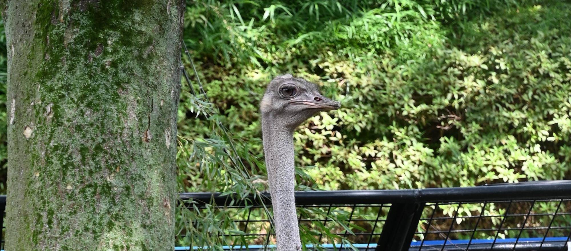 どうぶつガイド2月の予定　の写真