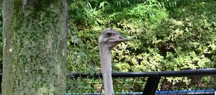 どうぶつガイド2月の予定　