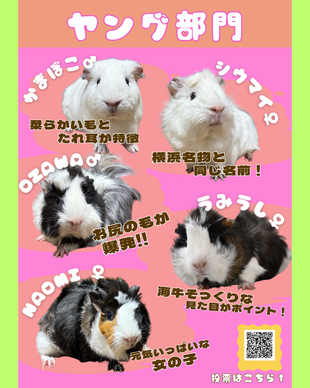 #のげプイ総選挙 ヤング部門を紹介します