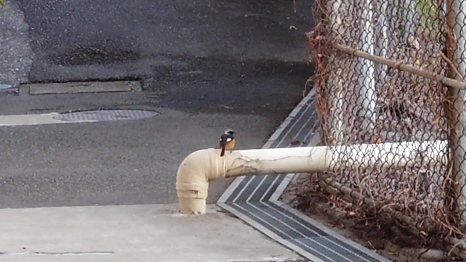 近くで見られる鳥②の写真