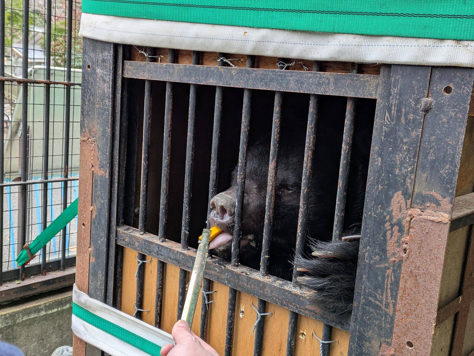 サンペイの輸送箱馴致の写真