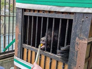 サンペイの輸送箱馴致