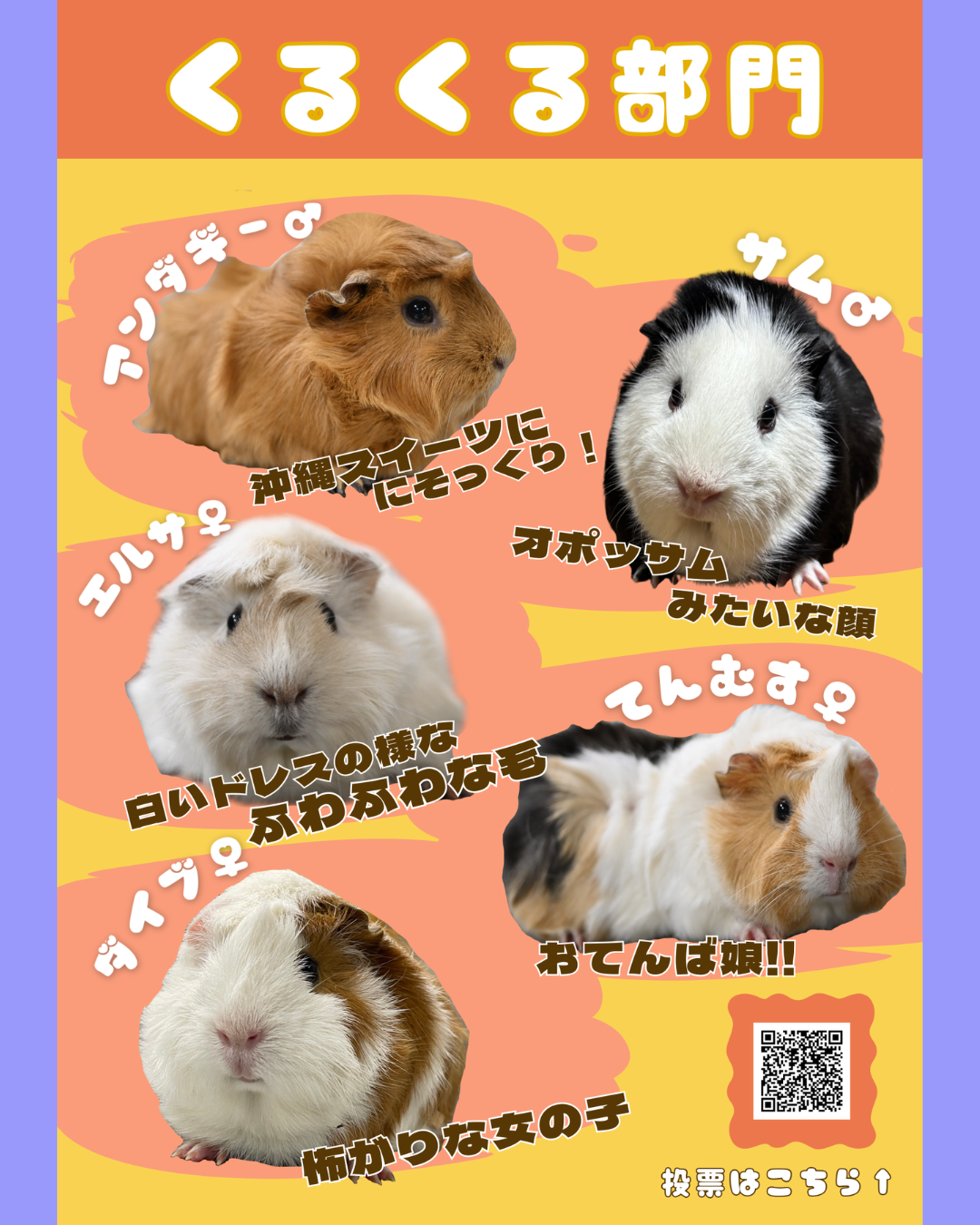 #のげプイ総選挙 くるくる部門を紹介しますの写真