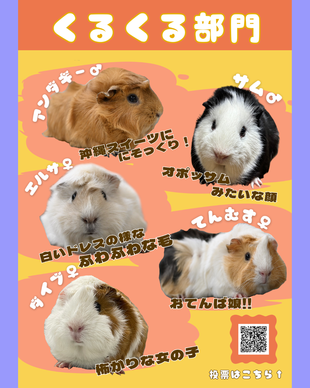 #のげプイ総選挙 くるくる部門を紹介します