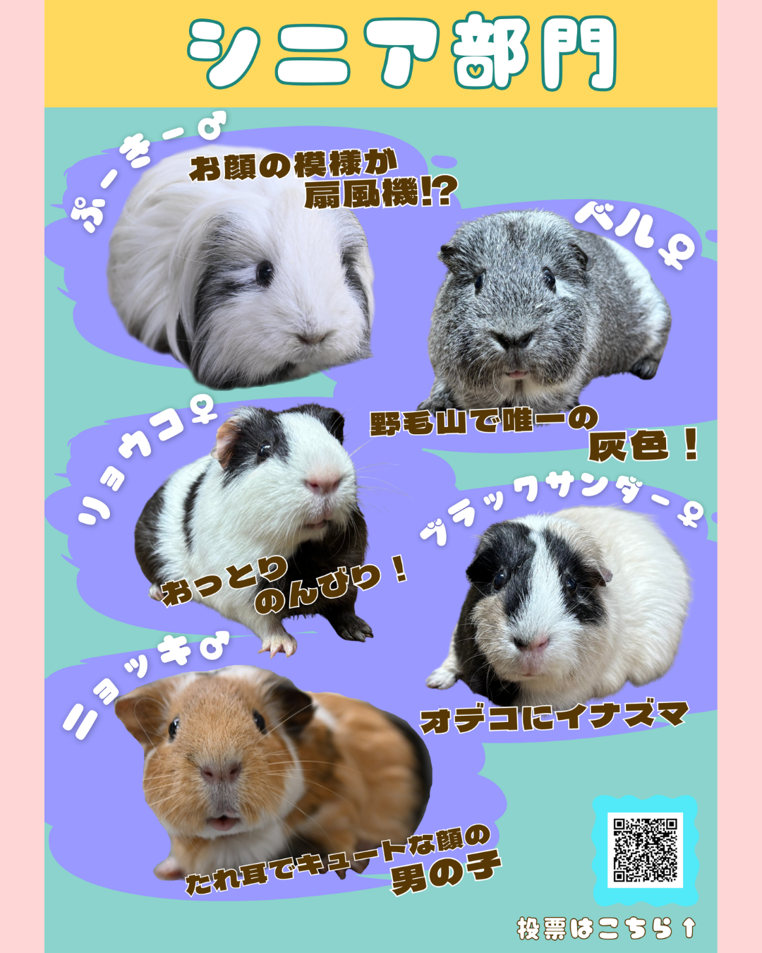 #のげプイ総選挙 はじまっています & ご報告の写真