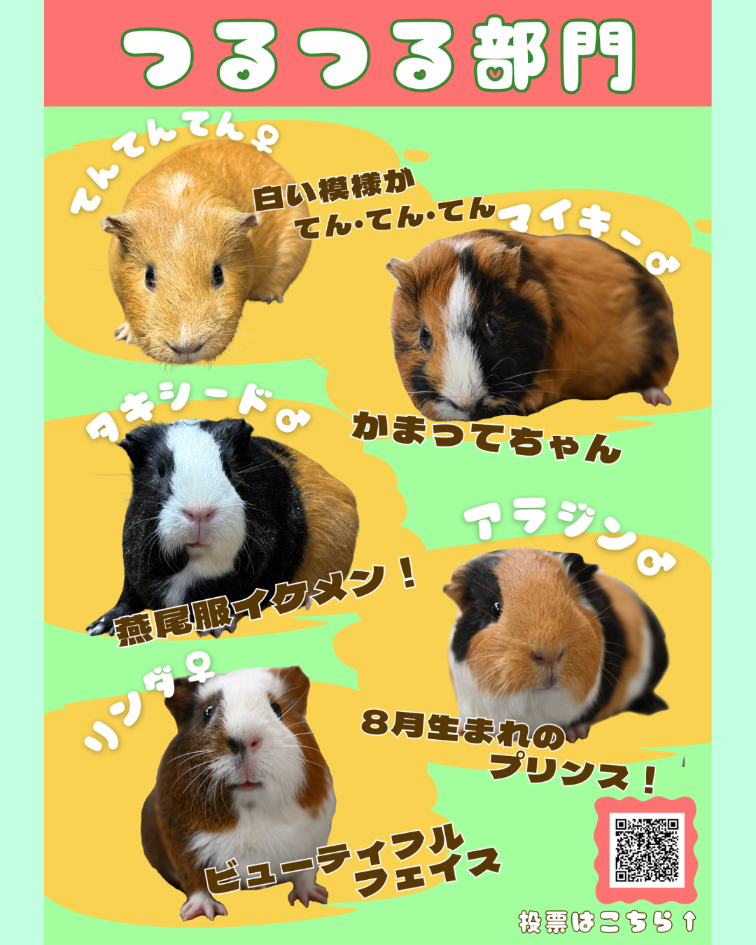 #のげプイ総選挙 つるつる部門を紹介しますの写真