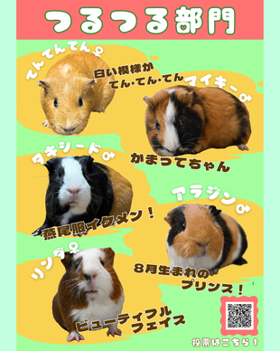 #のげプイ総選挙 つるつる部門を紹介します