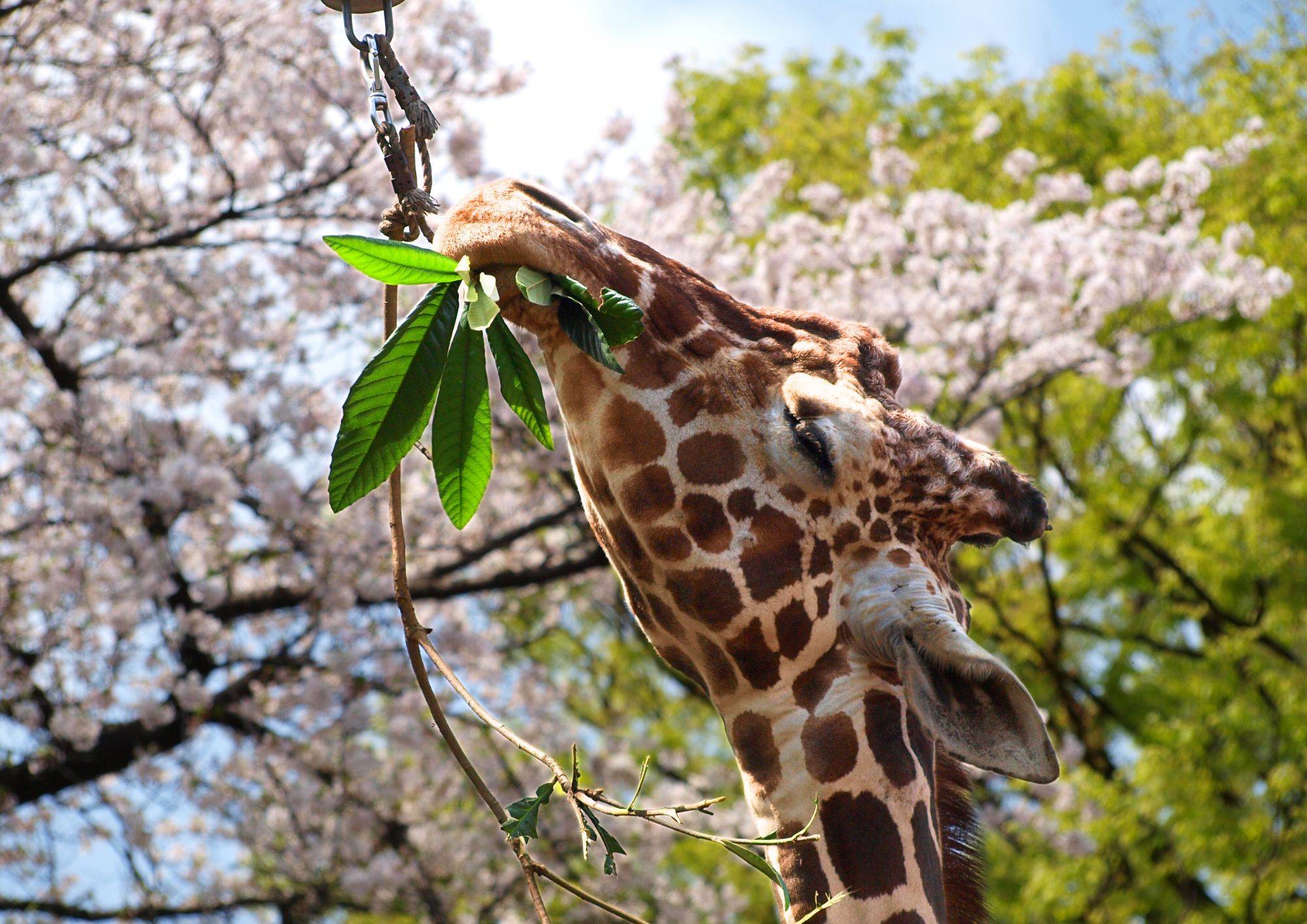 【あみあみ便り】キリンの「そら」14歳になりました。の写真