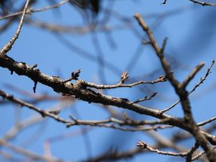 野毛山動物園 桜開花情報2026  始めます！