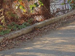 近くで見られる鳥①