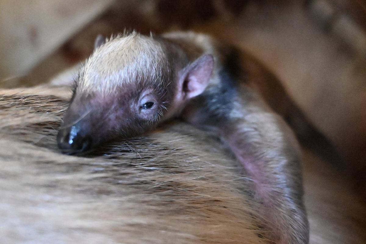祝】ミナミコアリクイの赤ちゃんが産まれました！|動物トピックス