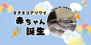 ミナミコアリクイの赤ちゃんが産まれました