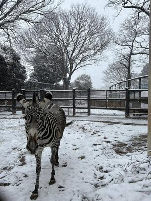 【あみあみ＆しましま便り】野毛山に雪が降ったよ。