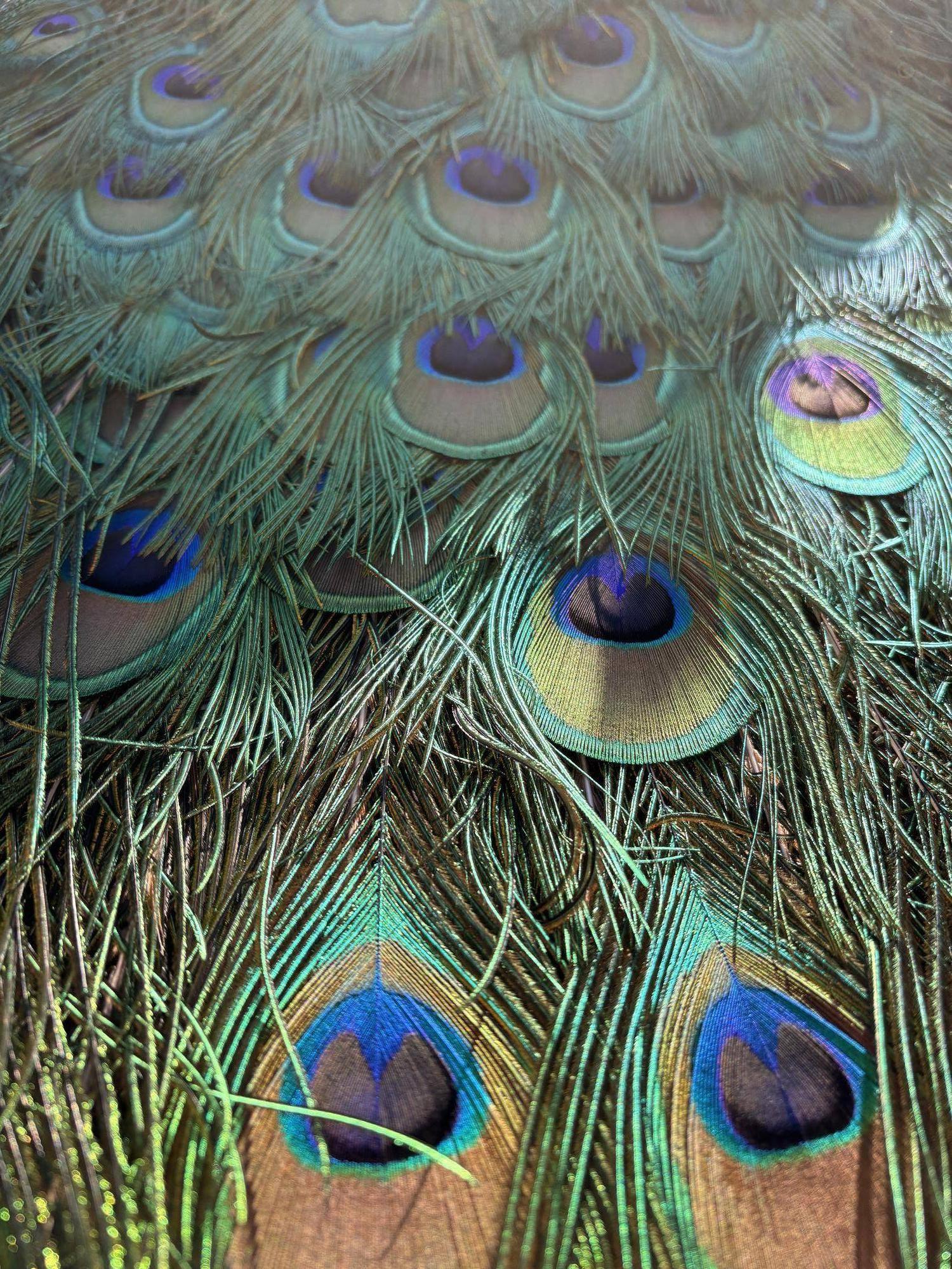 バードケージに新メンバー現るの写真