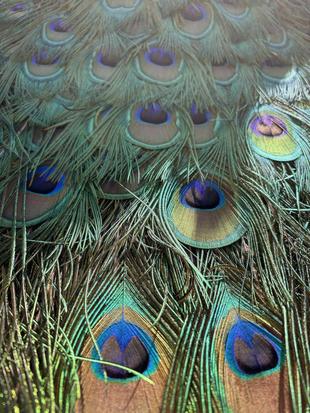 バードケージに新メンバー現る