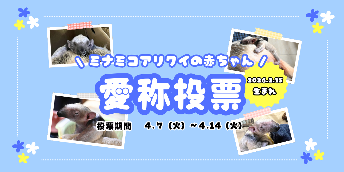 ミナミコアリクイの赤ちゃんの愛称投票を行いますの写真
